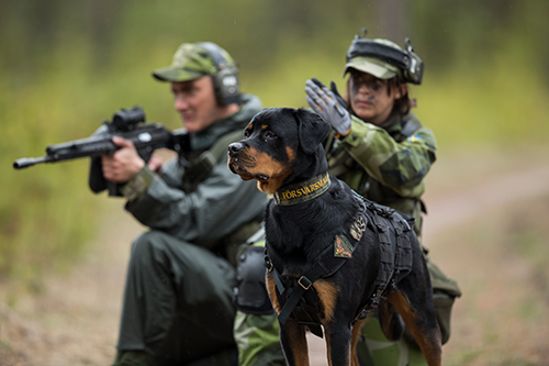 Spec HV hund1 Bildbeskrivning saknas
